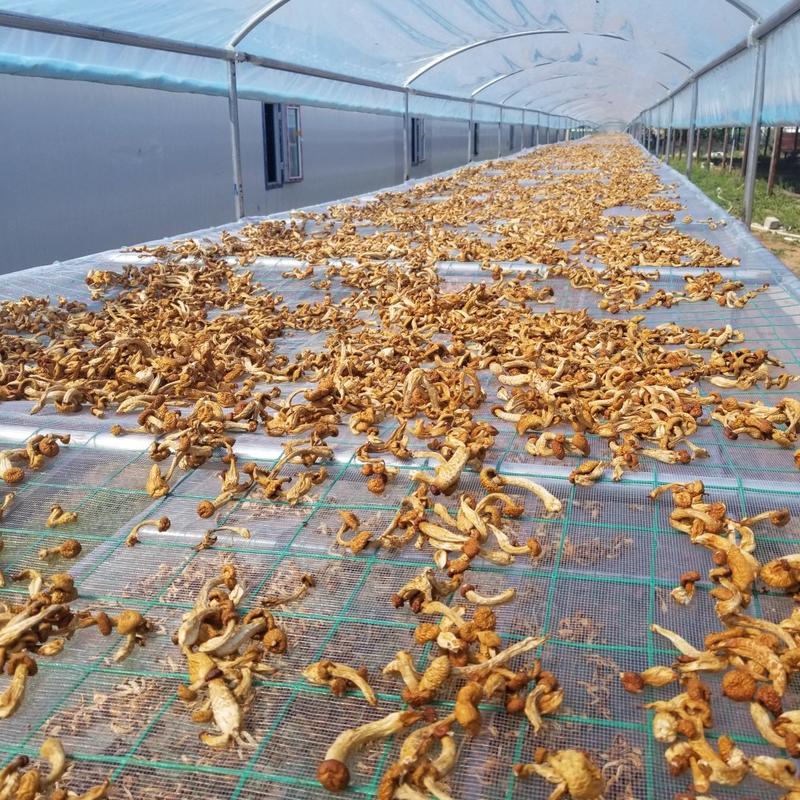滑子蘑大兴安岭滑子蘑东北特产蘑菇产地直供滑子蘑干货