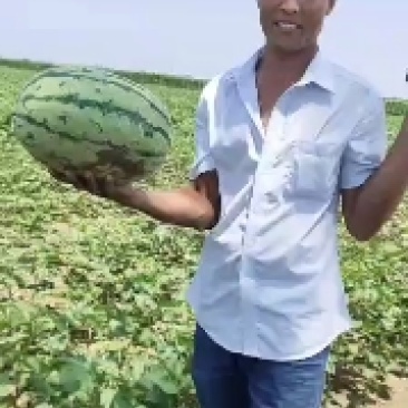 黄河滩沙土地西瓜，口感甘甜，