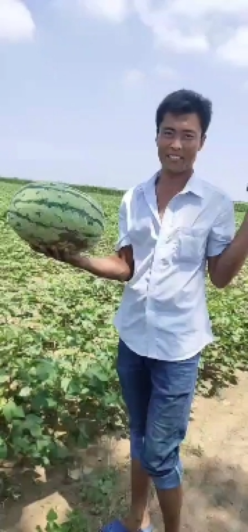 黄河滩沙土地西瓜，口感甘甜，
