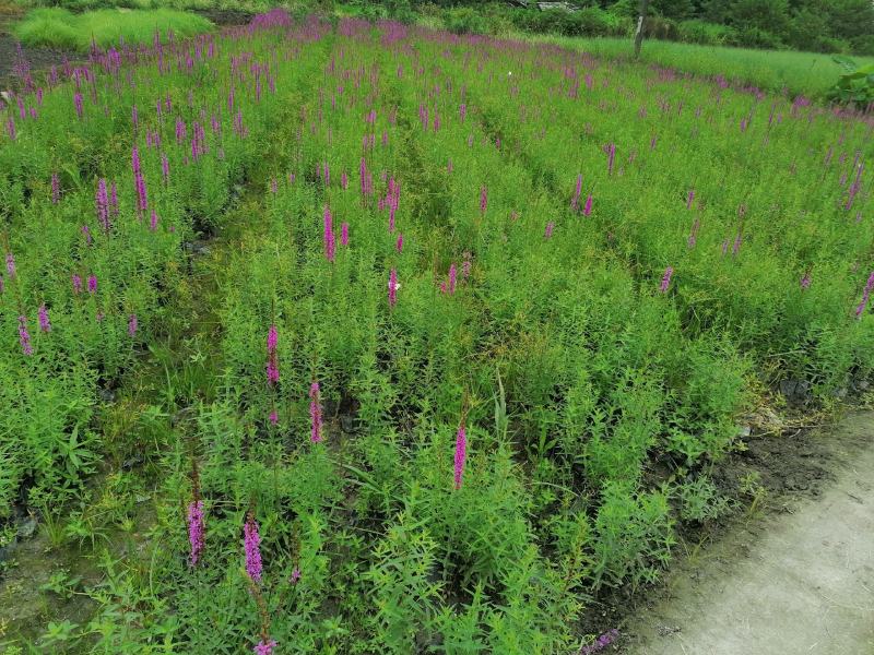 千屈菜苗12杯基地大量供应，基地实图视频