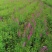 千屈菜苗12杯基地大量供应，基地实图视频