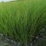 凤黄岭苔草苗16杯基地大量供应，凤黄岭成都基地货源