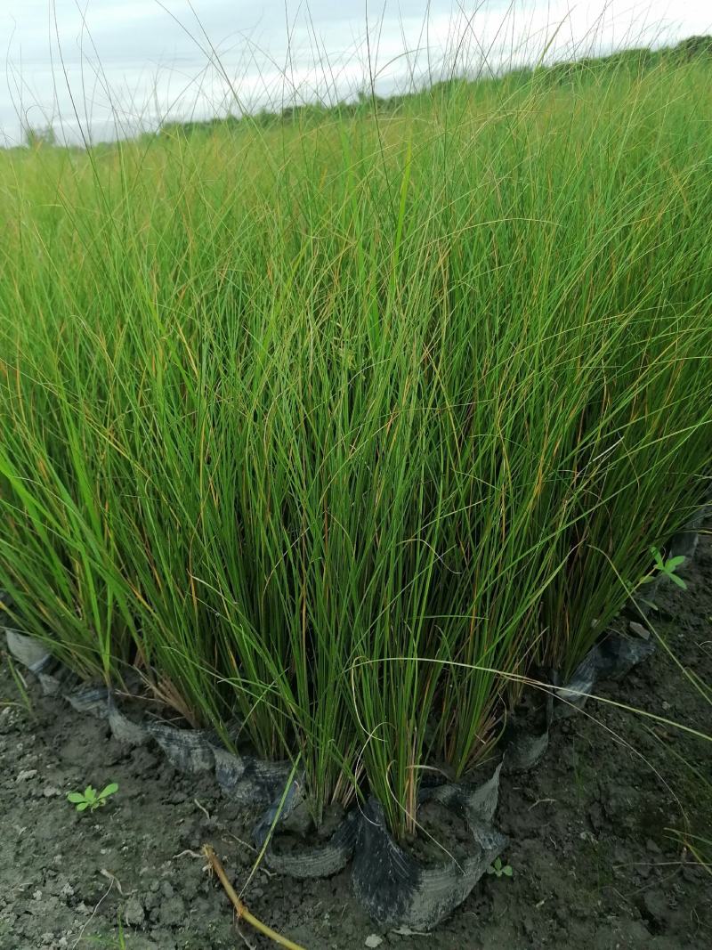 凤黄岭苔草苗16杯基地大量供应，凤黄岭成都基地货源