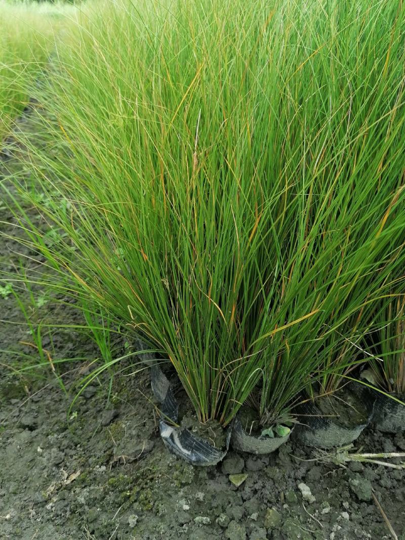 凤黄岭苔草苗16杯基地大量供应，凤黄岭成都基地货源