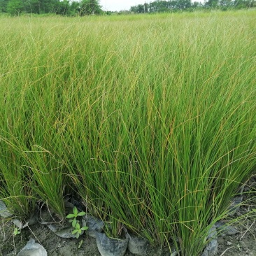 凤黄岭苔草苗16杯基地大量供应，凤黄岭成都基地货源