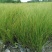 凤黄岭苔草苗16杯基地大量供应，凤黄岭成都基地货源