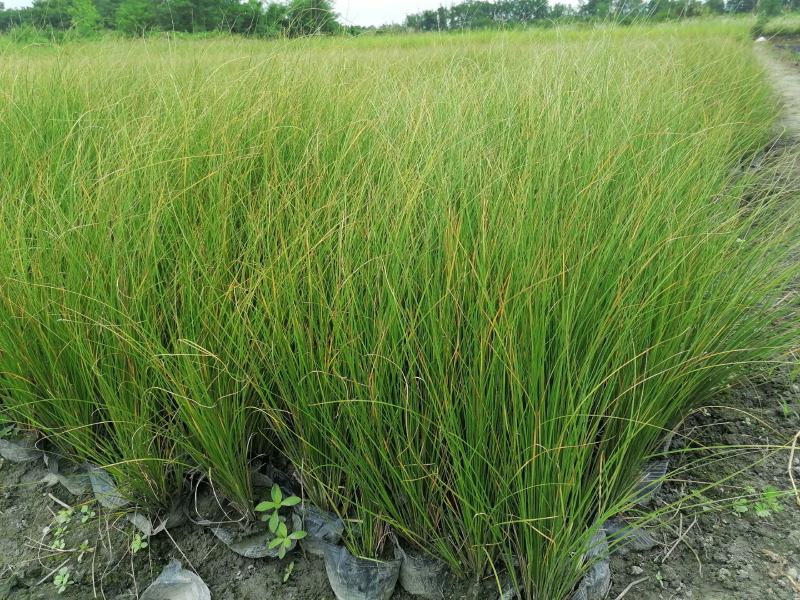 凤黄岭苔草苗16杯基地大量供应，凤黄岭成都基地货源