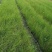 凤黄岭苔草苗16杯基地大量供应，凤黄岭成都基地货源