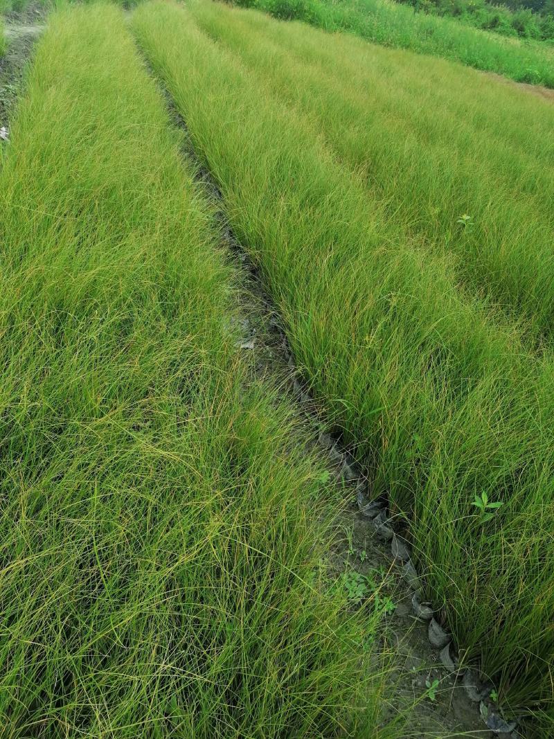 凤黄岭苔草苗16杯基地大量供应，凤黄岭成都基地货源