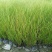 凤黄岭苔草苗16杯基地大量供应，凤黄岭成都基地货源