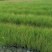 凤黄岭苔草苗16杯基地大量供应，凤黄岭成都基地货源