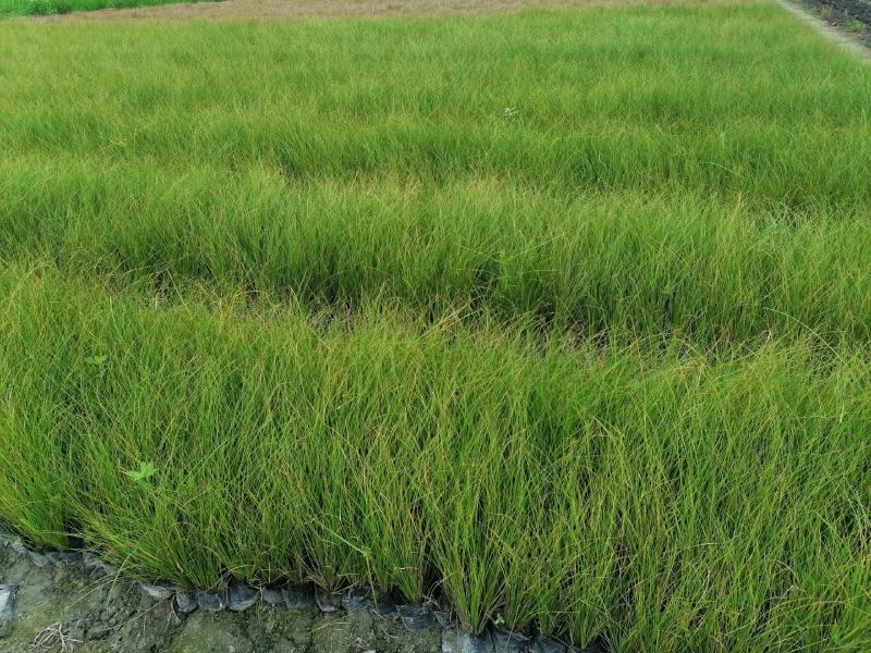 凤黄岭苔草苗16杯基地大量供应，凤黄岭成都基地货源