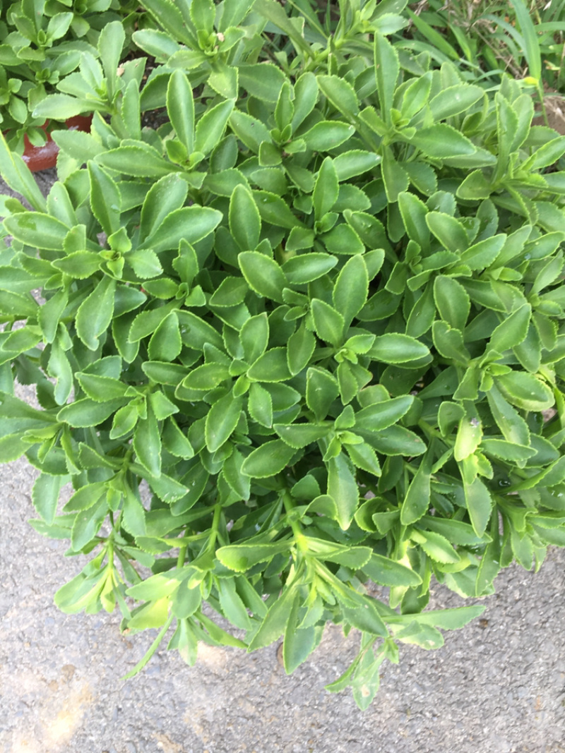 高钙菜、养心菜、费菜、救心菜，景天三七，可食可观赏！