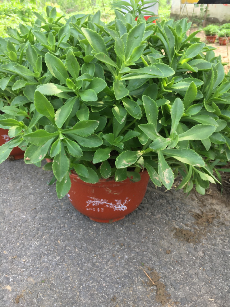 高钙菜、养心菜、费菜、救心菜，景天三七，可食可观赏！