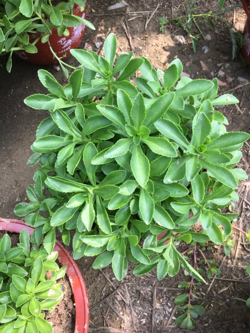 高钙菜、养心菜、费菜、救心菜，景天三七，可食可观赏！