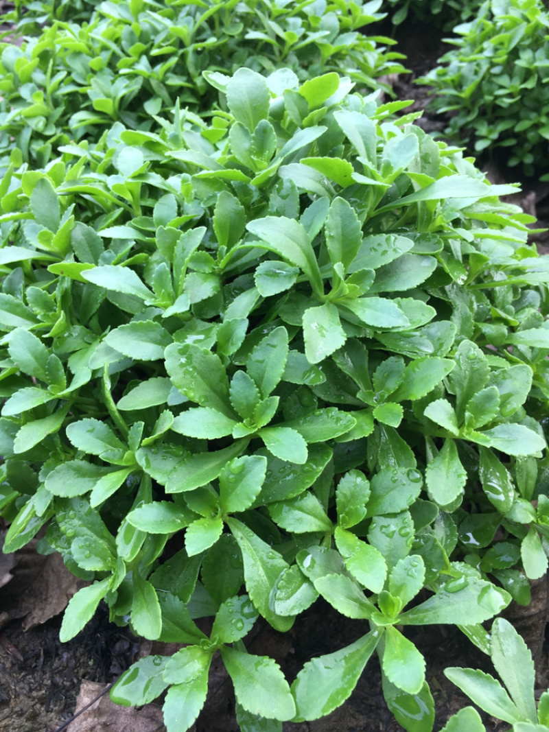 高钙菜、养心菜、费菜、救心菜，景天三七，可食可观赏！