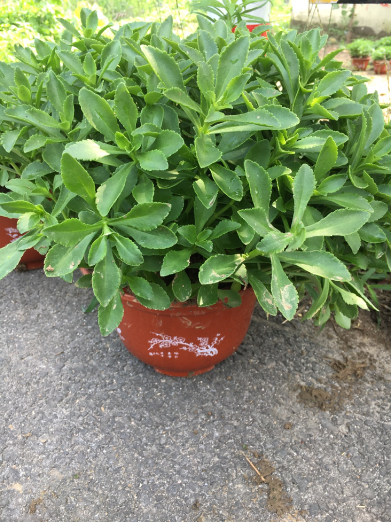高钙菜、养心菜、费菜、救心菜，景天三七，可食可观赏！