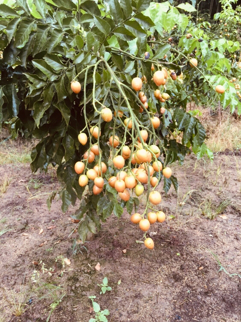 黄皮果苗黑黄皮果苗黑金黄皮果苗