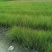 凤黄岭苔草苗16杯基地大量供应，凤黄岭成都基地货源
