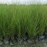 凤黄岭苔草苗16杯基地大量供应，凤黄岭成都基地货源
