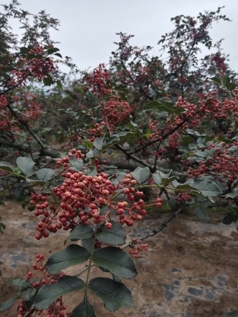 甘肃甘谷精品山地伏椒干花椒可视频看货支持线上保障交易