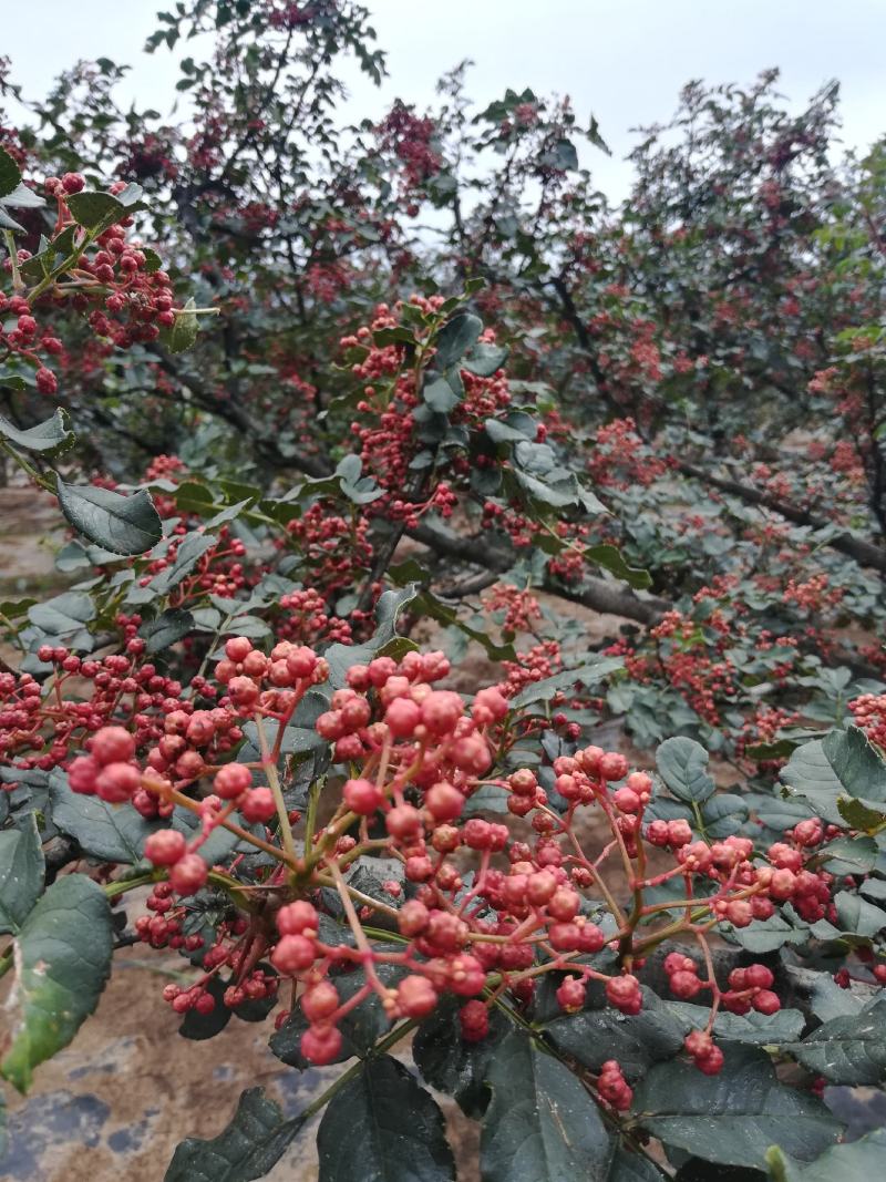 甘肃甘谷精品山地伏椒干花椒可视频看货支持线上保障交易