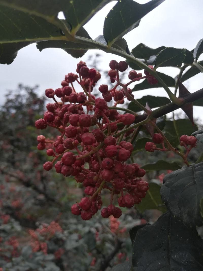 甘肃甘谷精品山地伏椒干花椒可视频看货支持线上保障交易