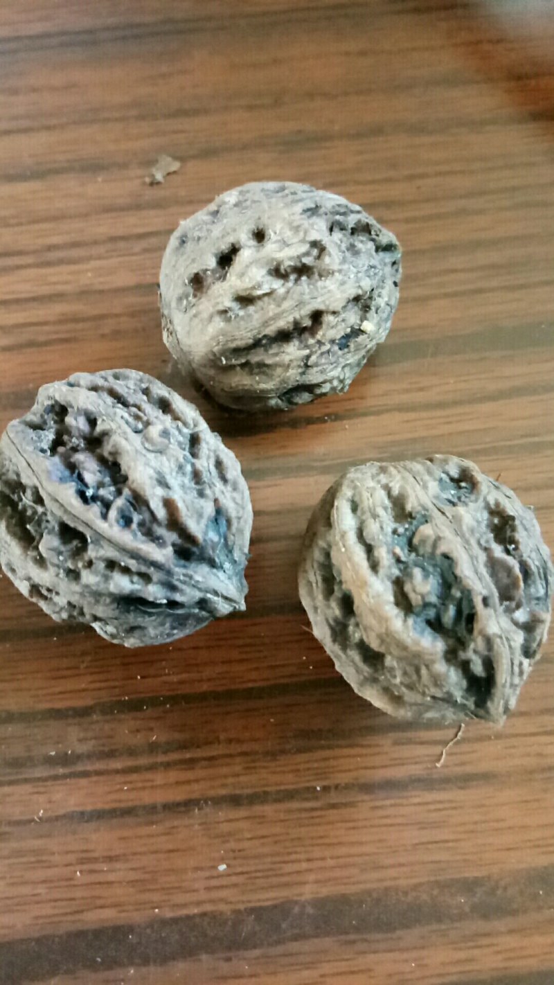 野生山核桃，一件代发，大山的馈赠，山核桃，中药原材料
