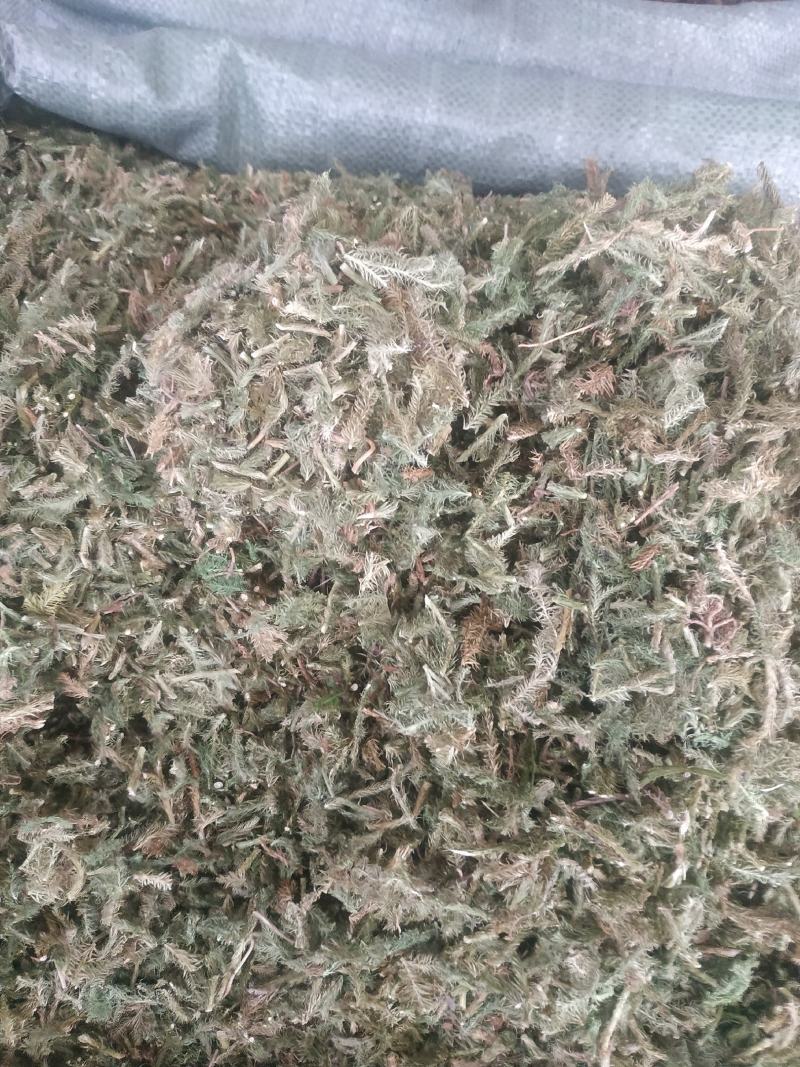 伸筋草（新货～量大优惠）质量好欢迎咨询采购