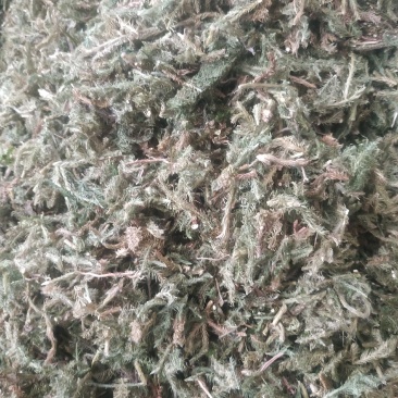 伸筋草（新货～量大优惠）质量好欢迎咨询采购