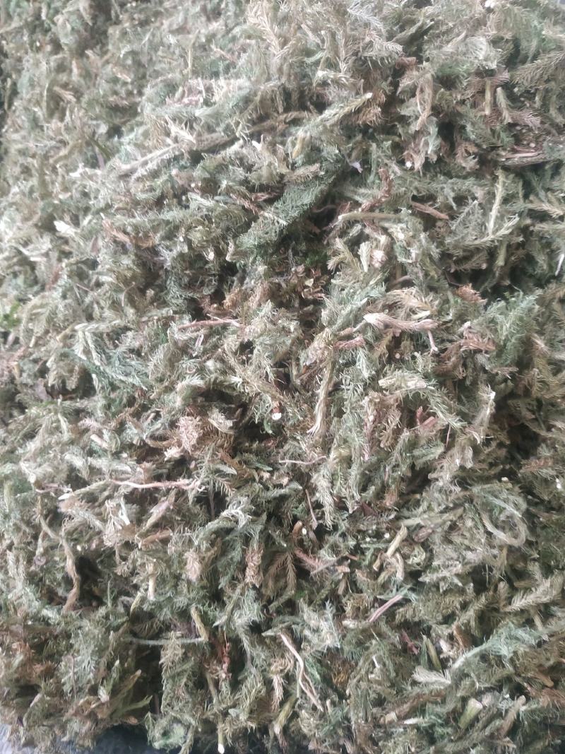 伸筋草（新货～量大优惠）质量好欢迎咨询采购