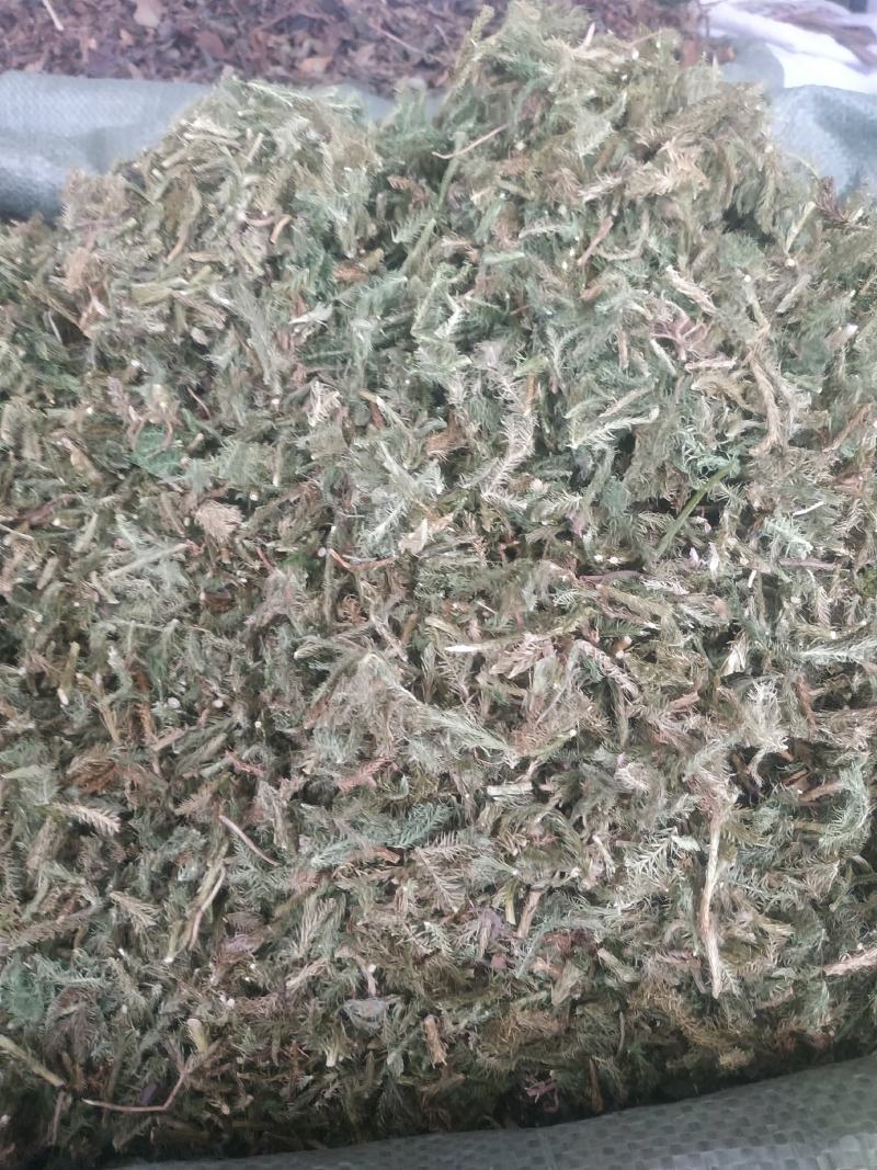 伸筋草（新货～量大优惠）质量好欢迎咨询采购
