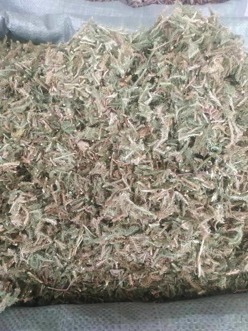 伸筋草（新货～量大优惠）质量好欢迎咨询采购