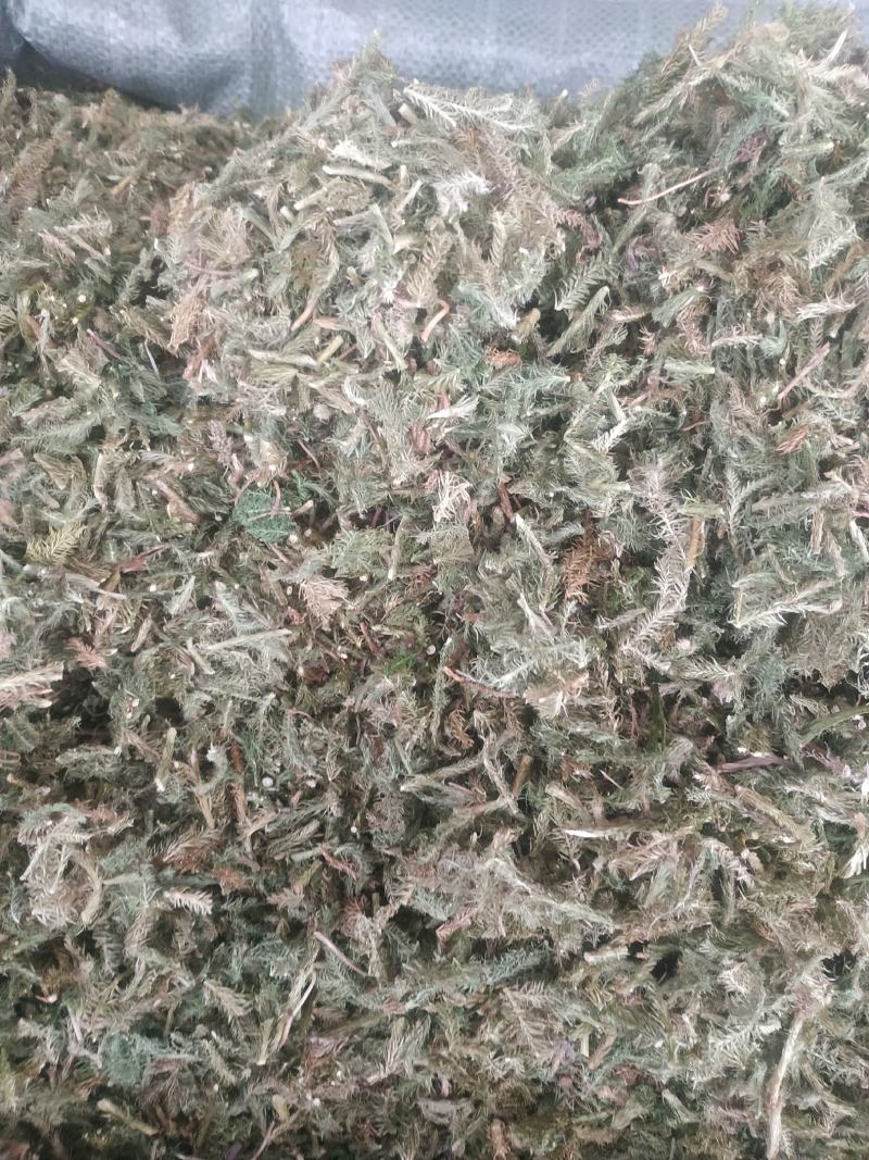 伸筋草（新货～量大优惠）质量好欢迎咨询采购