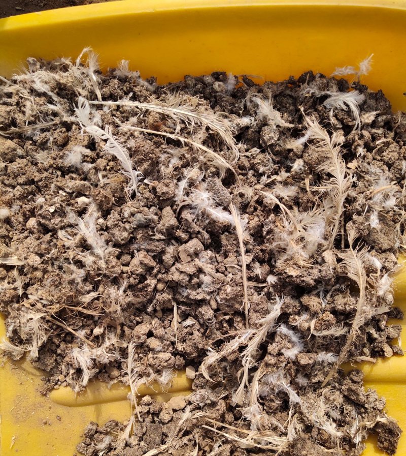 厂家批发有机肥禽畜粪便鸡粪