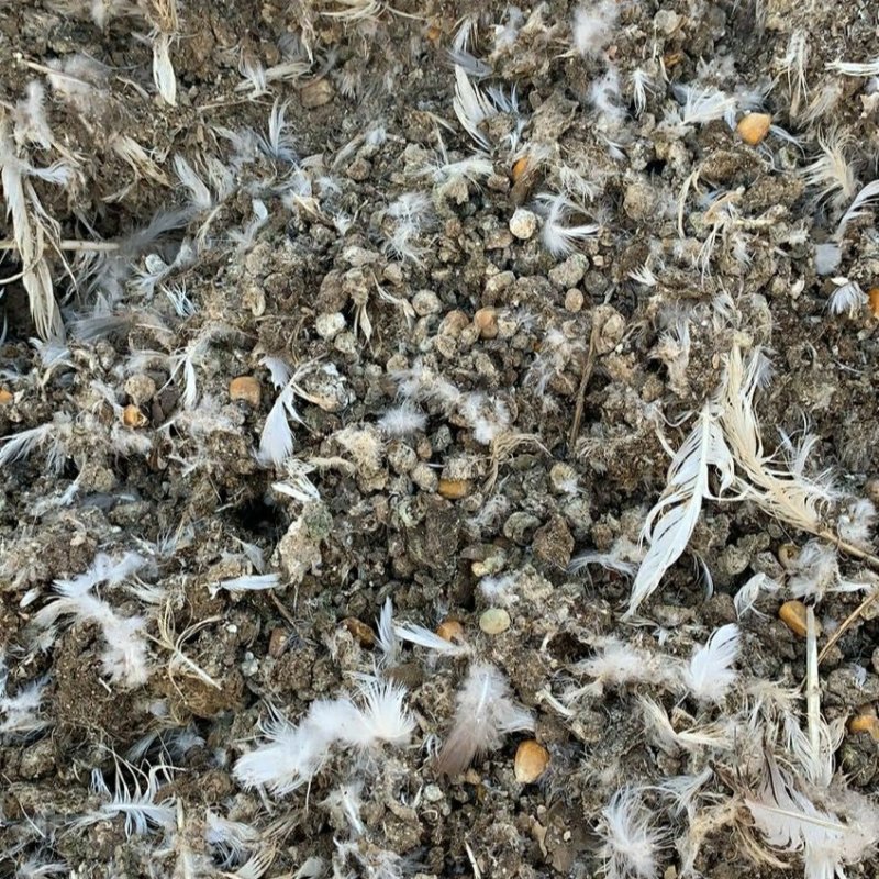 厂家批发有机肥禽畜粪便鸡粪