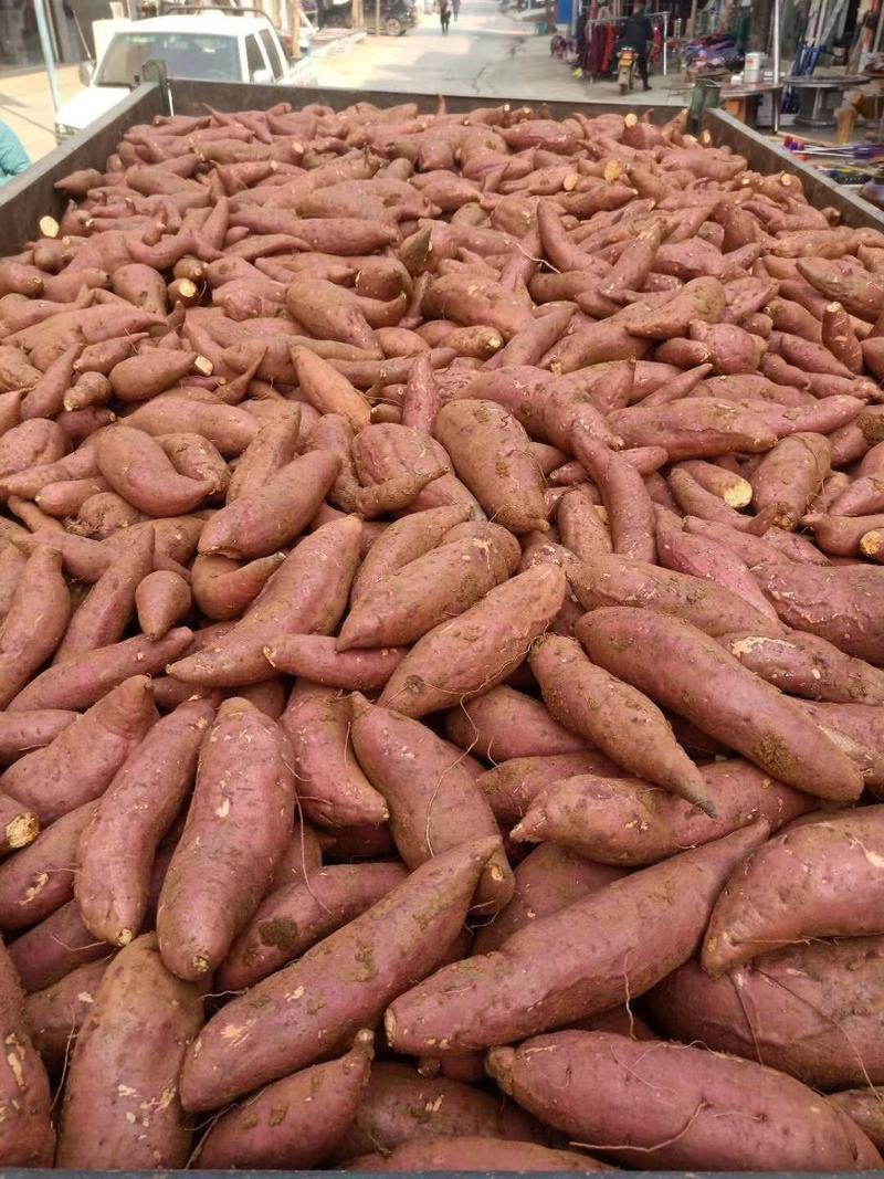 龙薯九，红薯现大量上市欢迎来电预订对接电商市场