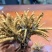 果洛，玉树冬虫夏草喜欢的下单
