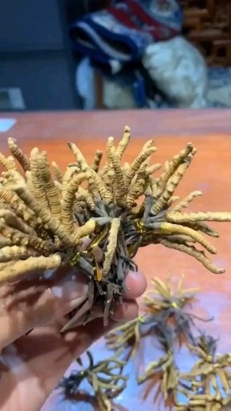 果洛，玉树冬虫夏草喜欢的下单