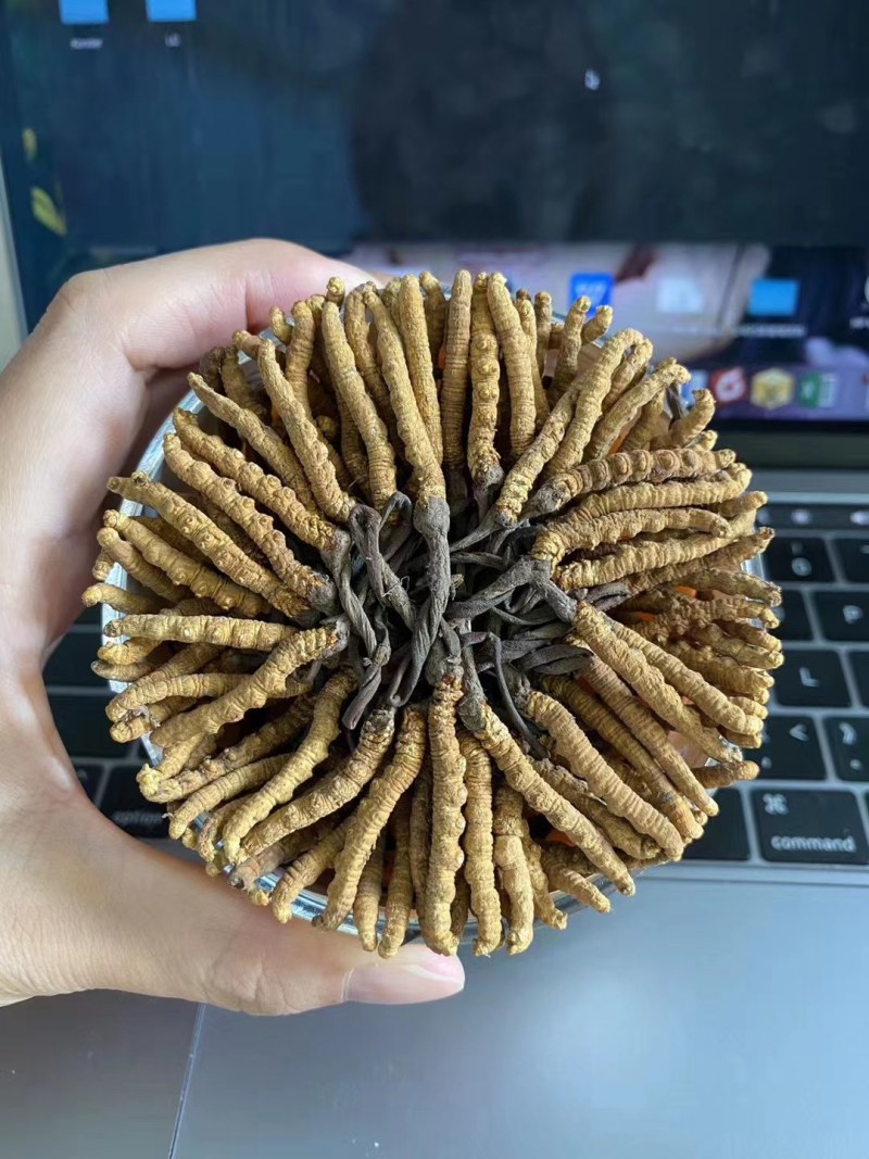 果洛，玉树冬虫夏草喜欢的下单