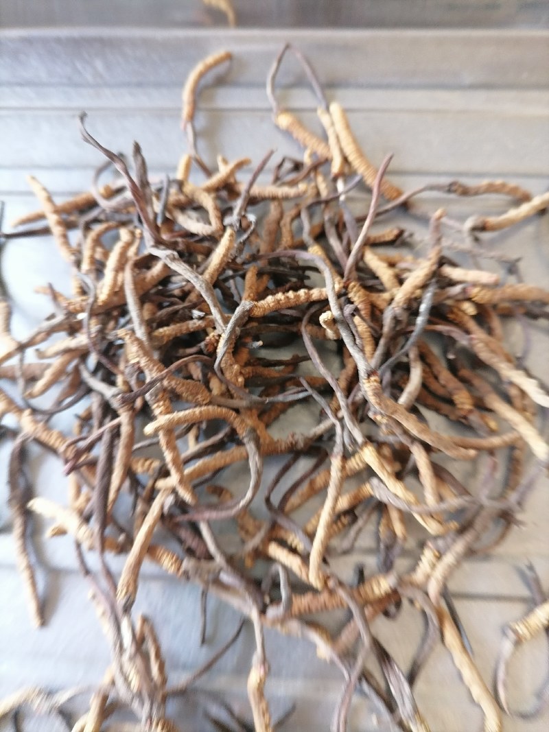 果洛，玉树冬虫夏草喜欢的下单