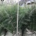 雪松苗雪松小苗南北方庭院耐寒绿化雪松雪松树圣诞树基地直销
