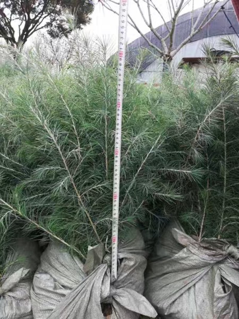 雪松苗雪松小苗南北方庭院耐寒绿化雪松雪松树圣诞树基地直销