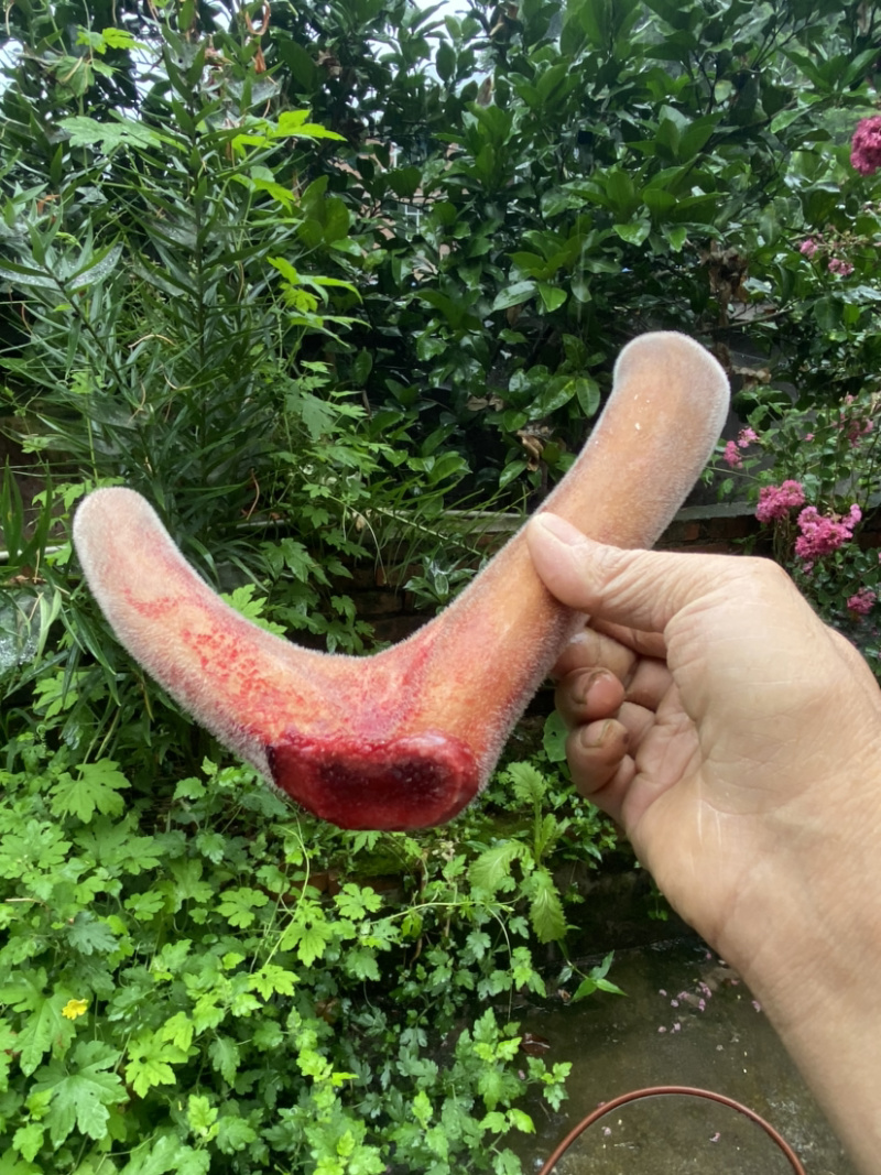 【精品鹿茸鹿场直销】带血鹿茸，含血充足野草饲养