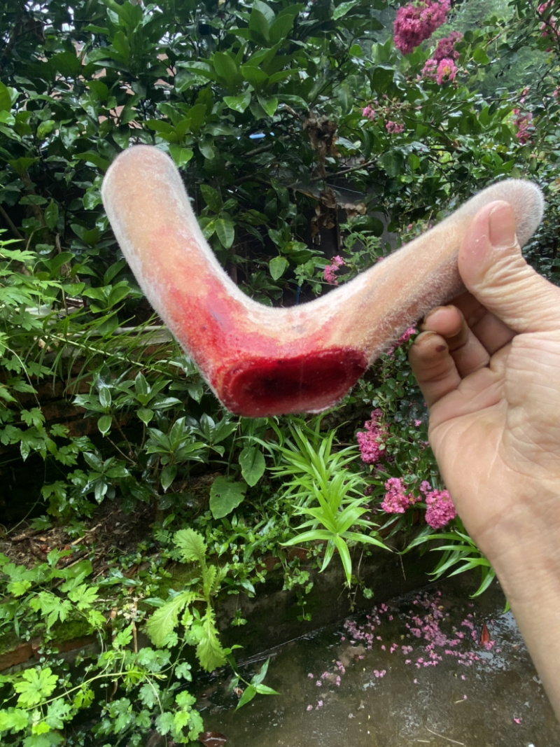 【精品鹿茸鹿场直销】带血鹿茸，含血充足野草饲养