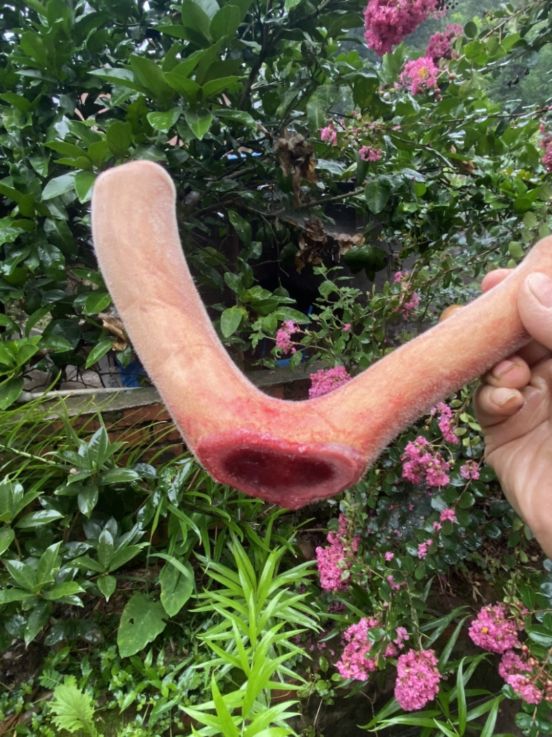 【精品鹿茸鹿场直销】带血鹿茸，含血充足野草饲养