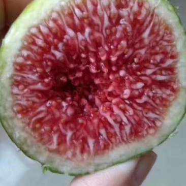 山东烟台青皮无花果新鲜水果批发纯甜多汁现摘现发