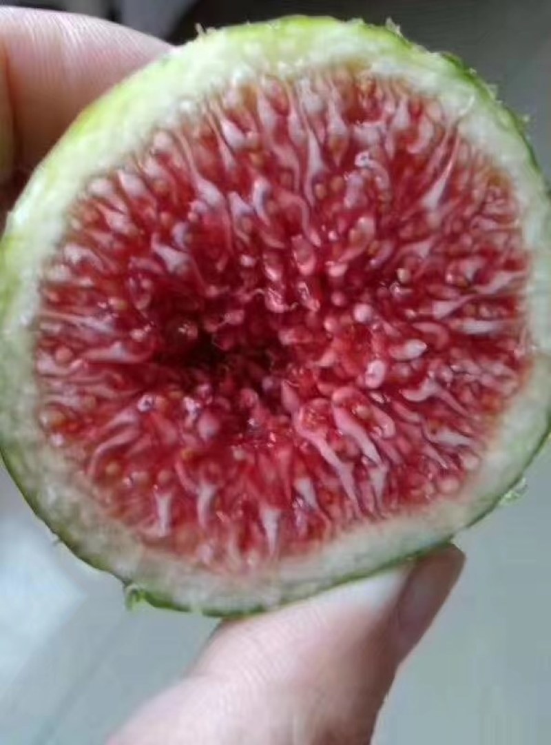 山东烟台青皮无花果新鲜水果批发纯甜多汁现摘现发