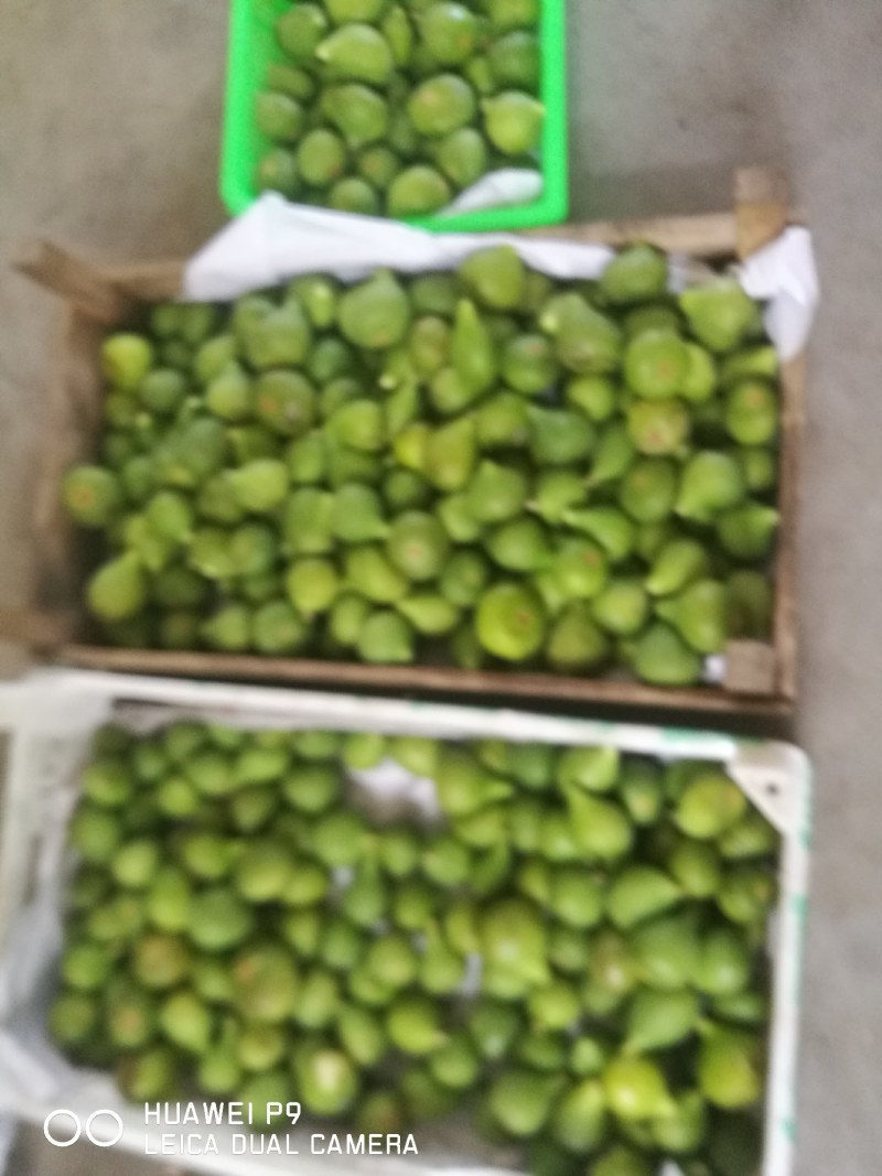 山东烟台青皮无花果新鲜水果批发纯甜多汁现摘现发