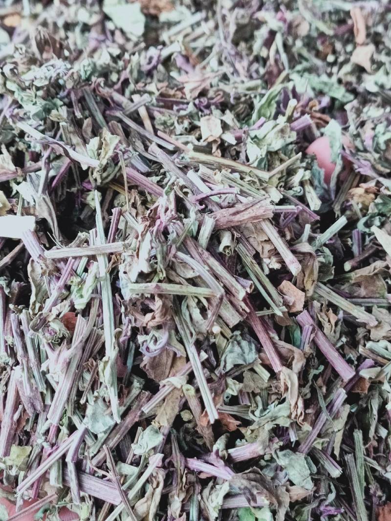 广西猫须草天然野生新货中药材